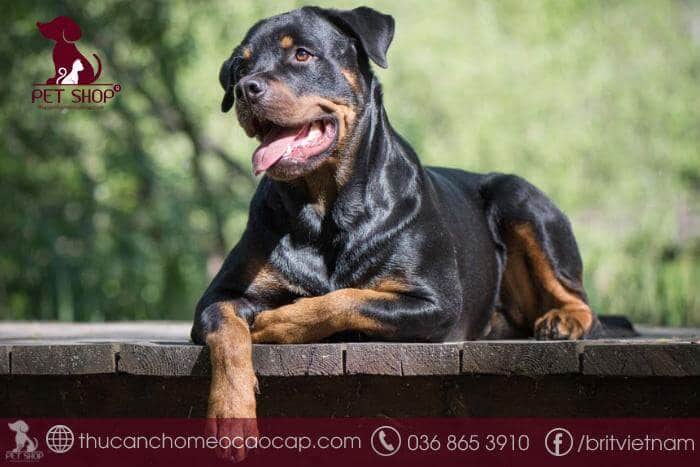 Chó Rottweiler có dễ nuôi không