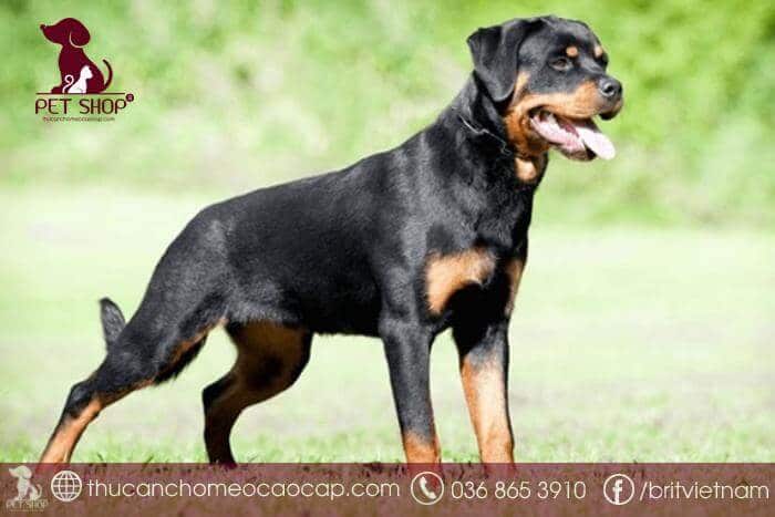 Các bệnh hay gặp ở chó Rottweiler