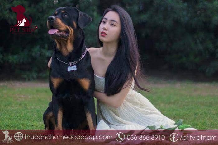 chó rottweiler thuần chủng giá bao nhiêu