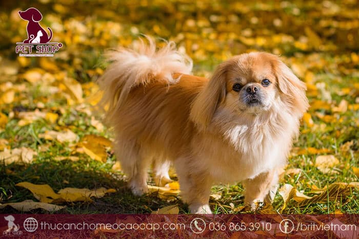 Các giống chó cảnh nhỏ - Chó Bắc Kinh Các giống chó cảnh nhỏ - Chó Bắc Kinh