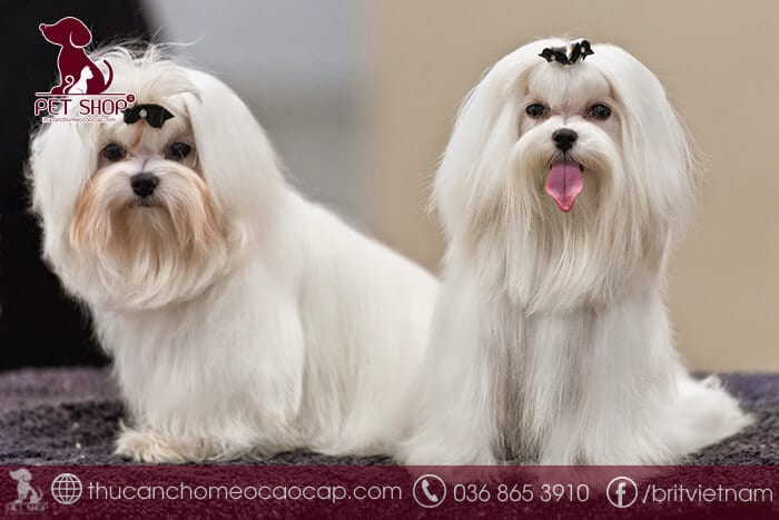 các giống chó nhỏ nuôi trong nhà các giống chó nhỏ nuôi trong nhà