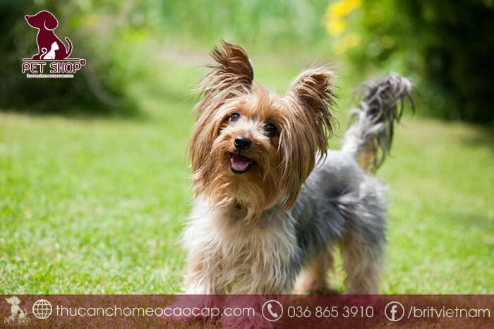 Chó Yorkshire Chó Yorkshire