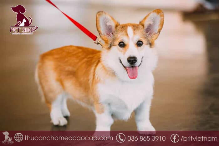 những giống chó nhỏ nhất thế giới những giống chó nhỏ nhất thế giới