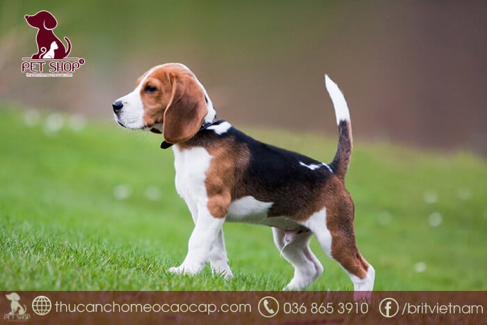 các giống chó nhỏ dễ thương các giống chó nhỏ dễ thương