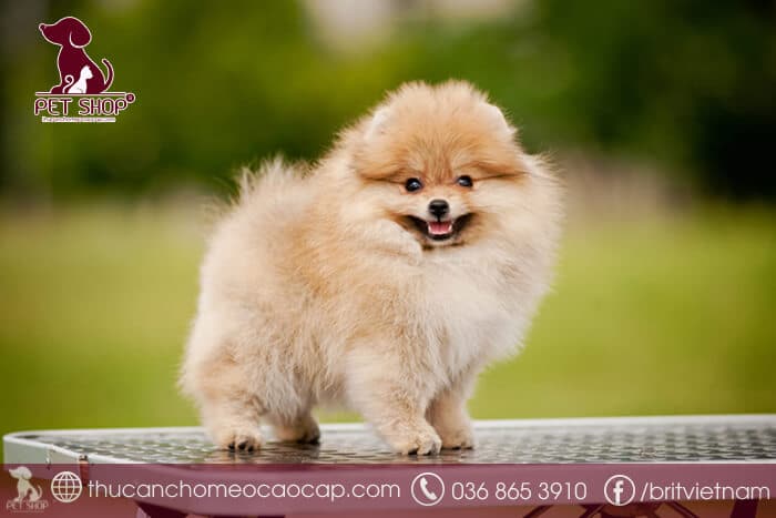 các giống chó nhỏ ở Việt Nam các giống chó nhỏ ở Việt Nam