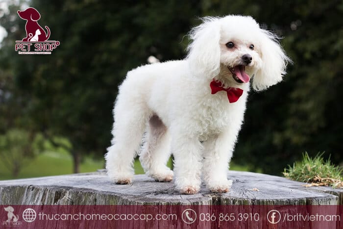 các loại chó nhỏ dễ thương các loại chó nhỏ dễ thương