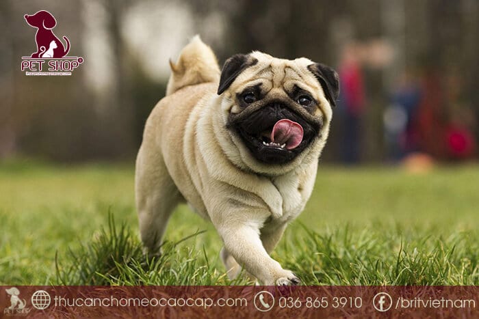 các giống chó cảnh nhỏ thế giới các giống chó cảnh nhỏ thế giới