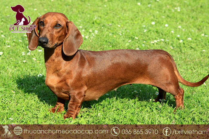 Chó lạp xưởng Chó lạp xưởng