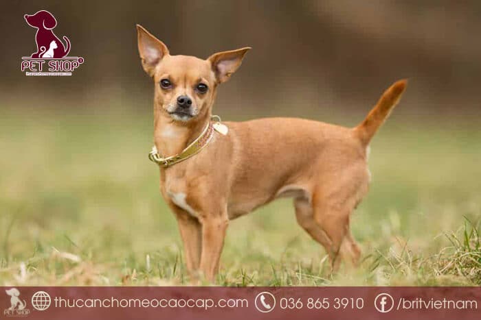 Các giống chó cảnh nhỏ - Chó Chihuahua Các giống chó cảnh nhỏ - Chó Chihuahua