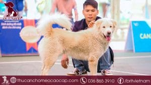 Chó Bắc Hà giá bao nhiêu