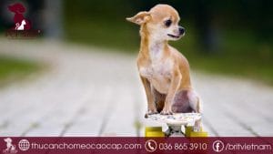 Chó Chihuahua giá bao nhiêu