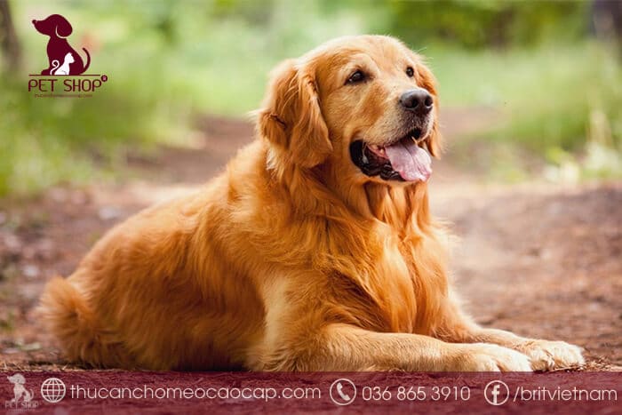 giống chó golden giá bao nhiêu giống chó golden giá bao nhiêu