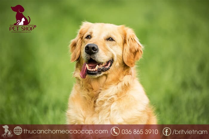 Chó Golden giá bao nhiêu phụ thuộc vào yếu tố nào? Chó Golden giá bao nhiêu phụ thuộc vào yếu tố nào?