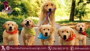 Chó Golden giá bao nhiêu