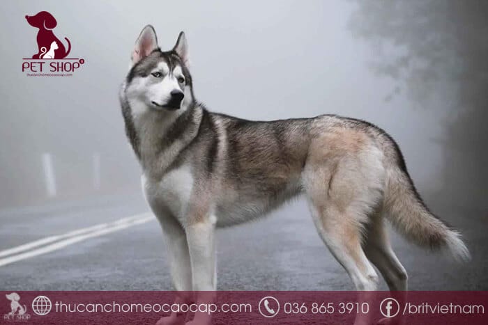 giá chó husky trưởng thành giá chó husky trưởng thành