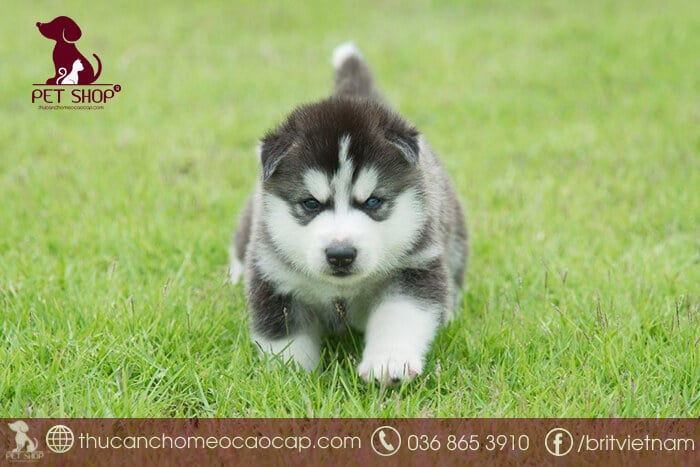 bảng giá chó husky bảng giá chó husky