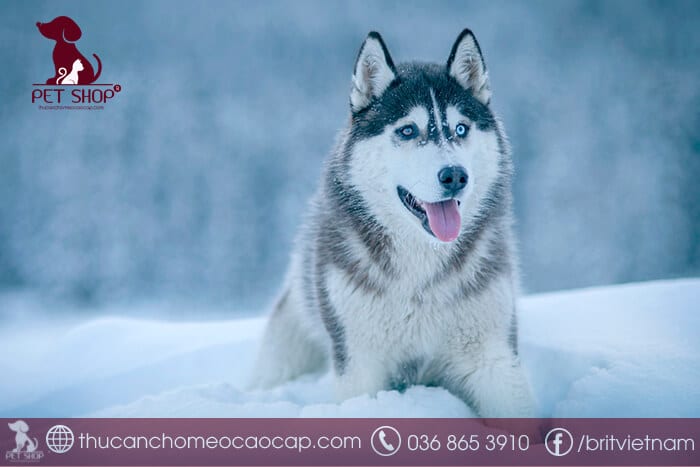 giá chó husky thuần chủng giá chó husky thuần chủng
