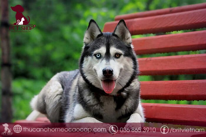 mua husky thuần chủng mua husky thuần chủng