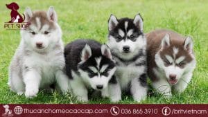 Chó Husky giá bao nhiêu - Cập nhật bảng giá, địa chỉ mua uy tín
