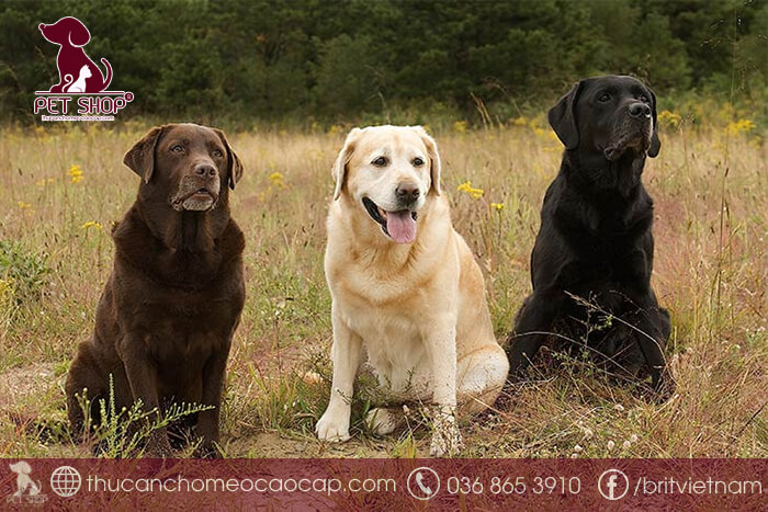 Chó Labrador lông trắng giá bao nhiêu Chó Labrador lông trắng giá bao nhiêu