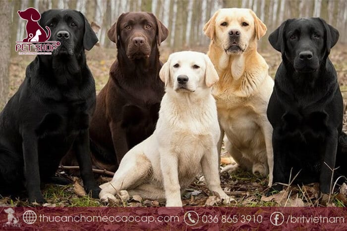 Chó Labrador giá bao nhiêu hiện nay Chó Labrador giá bao nhiêu hiện nay
