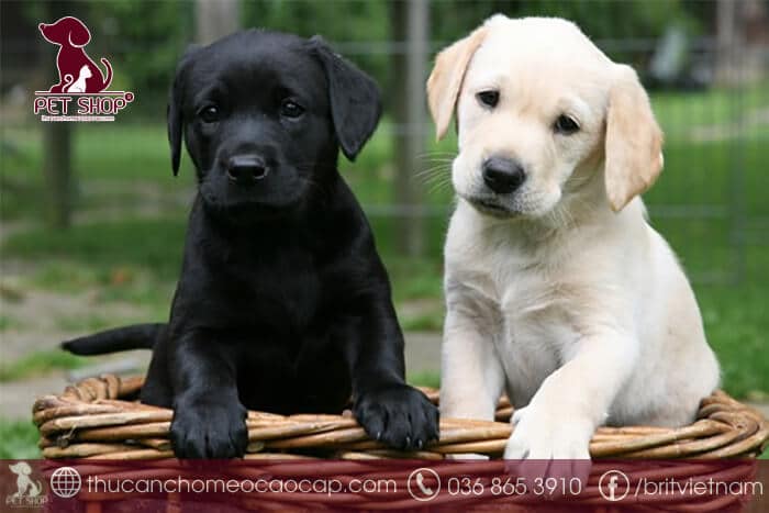Giá chó Labrador con Giá chó Labrador con