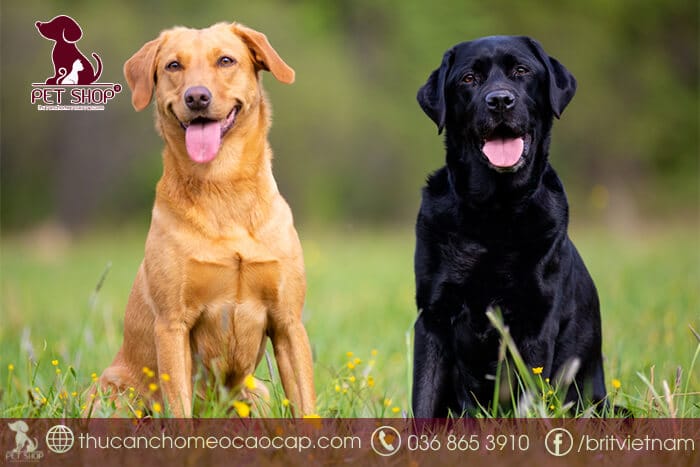 Chú ý khi tìm địa chỉ mua chó Labrador Chú ý khi tìm địa chỉ mua chó Labrador