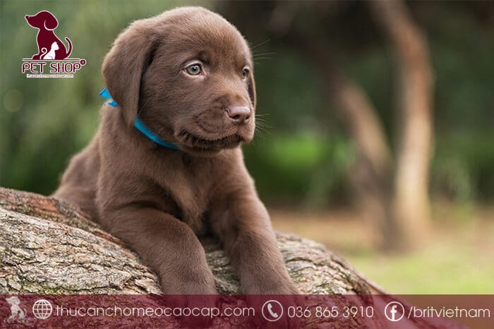 Chó Labrador Retriever giá bao nhiêu Chó Labrador Retriever giá bao nhiêu