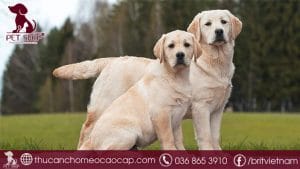 Chó Labrador giá bao nhiêu