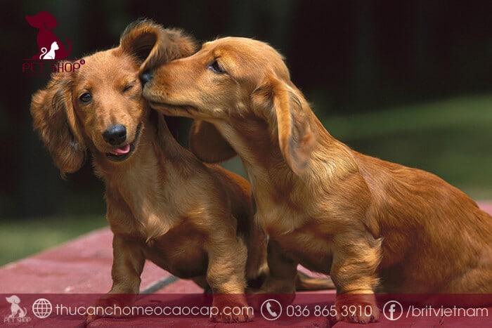 Giá bán chó lạp xưởng Giá bán chó lạp xưởng