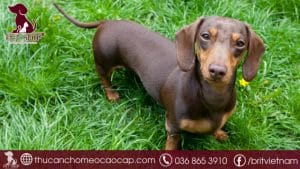 Chó lạp xưởng giá bao nhiêu