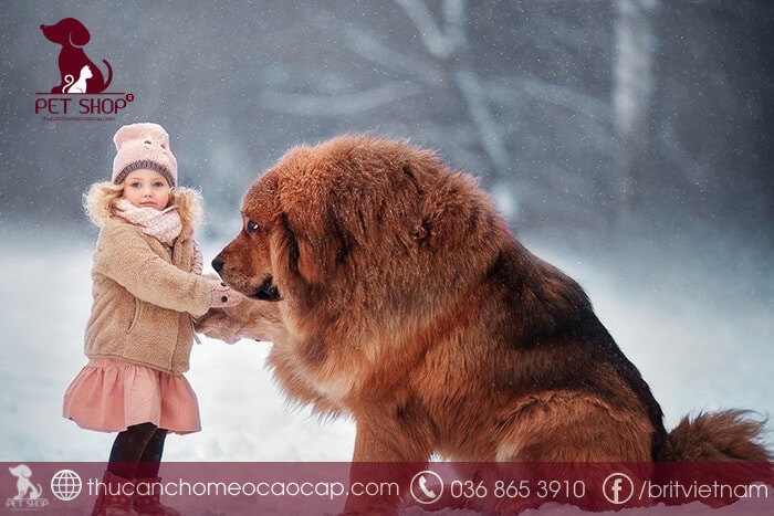 Khi mua bán chó ngao Tây Tạng cần chú ý gì? Khi mua bán chó ngao Tây Tạng cần chú ý gì?
