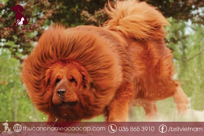 Chó ngao Tây Tạng giá bao nhiêu Chó ngao Tây Tạng giá bao nhiêu