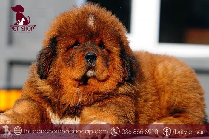 Giá của chó ngao Tây Tạng con Giá của chó ngao Tây Tạng con