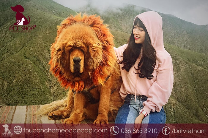 Chó ngao Tây Tạng giá bao nhiêu là cao nhất? Chó ngao Tây Tạng giá bao nhiêu là cao nhất?