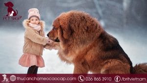 Chó ngao tây tạng giá bao nhiêu