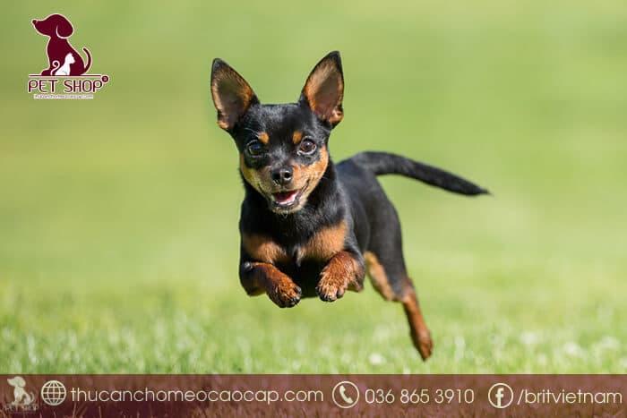 Phốc Hươu mini giá bao nhiêu Phốc Hươu mini giá bao nhiêu