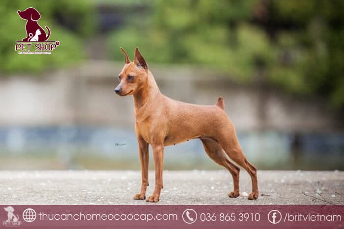 giá chó Phốc Hươu giá chó Phốc Hươu