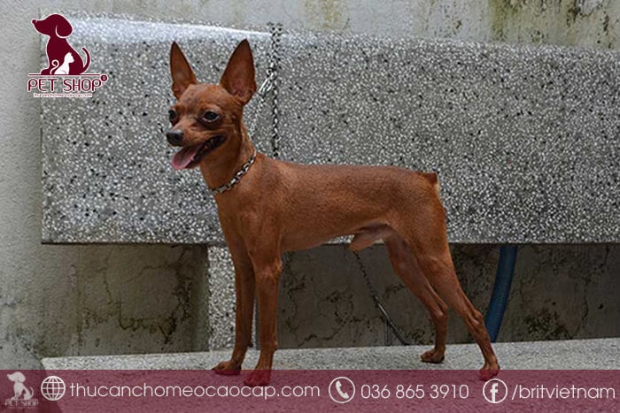 Giá bán chó Phốc Hươu Giá bán chó Phốc Hươu