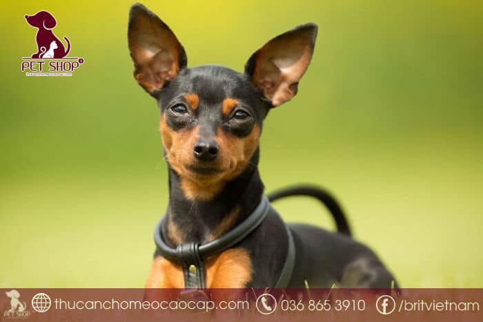 Khi mua chó Phốc Hươu cần chú ý điều gì Khi mua chó Phốc Hươu cần chú ý điều gì