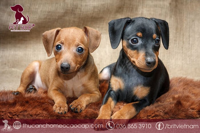 Màu lông chó phốc hươu Màu lông chó phốc hươu