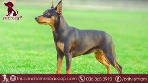 Chó phốc hươu giá bao nhiêu