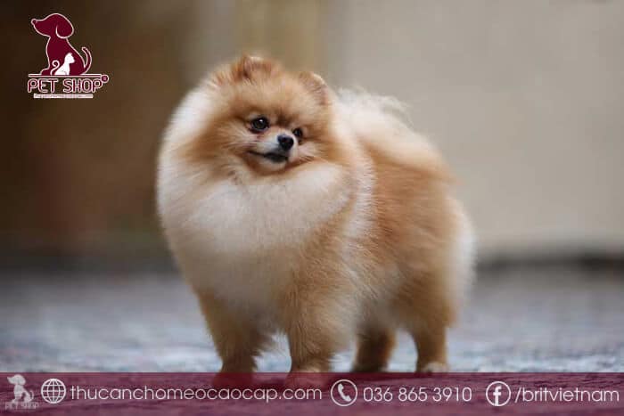 mua chó phốc sóc giá rẻ tại Hà Nội