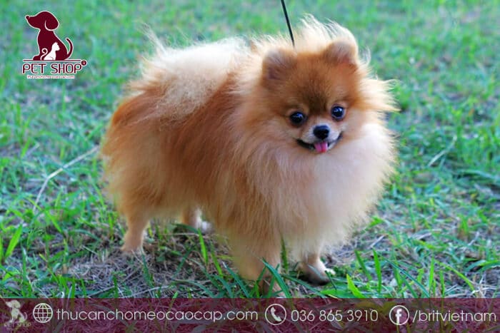 Chó phốc sóc giá bao nhiêu tiền một con