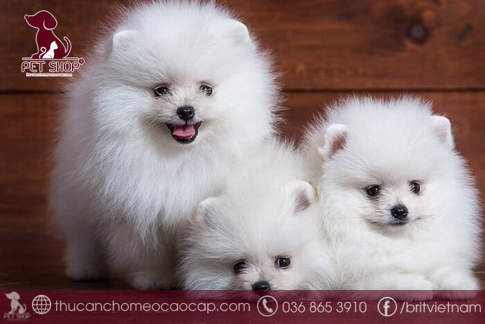 mua chó phốc sóc mini