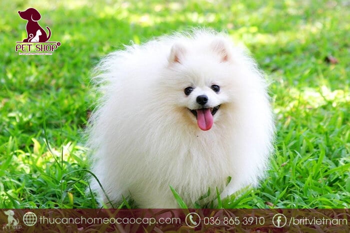 Chó phốc sóc giá bao nhiêu tại Việt Nam