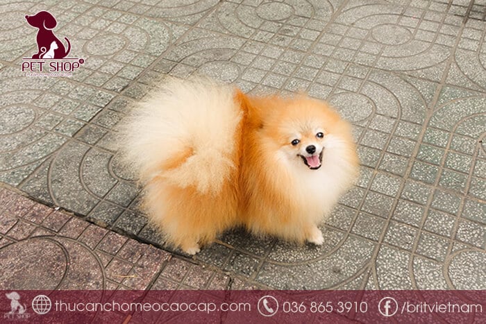 Chó phốc sóc nhập khẩu từ Châu Âu có giá như nào