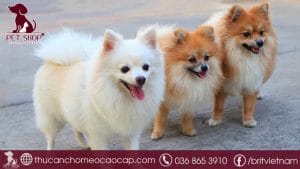 Chó phốc sóc giá bao nhiêu