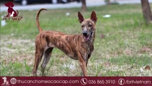 Chó phú quốc giá bao nhiêu