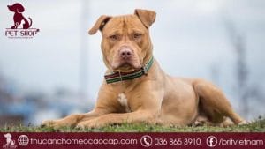Chó Pitbull giá bao nhiêu tiền